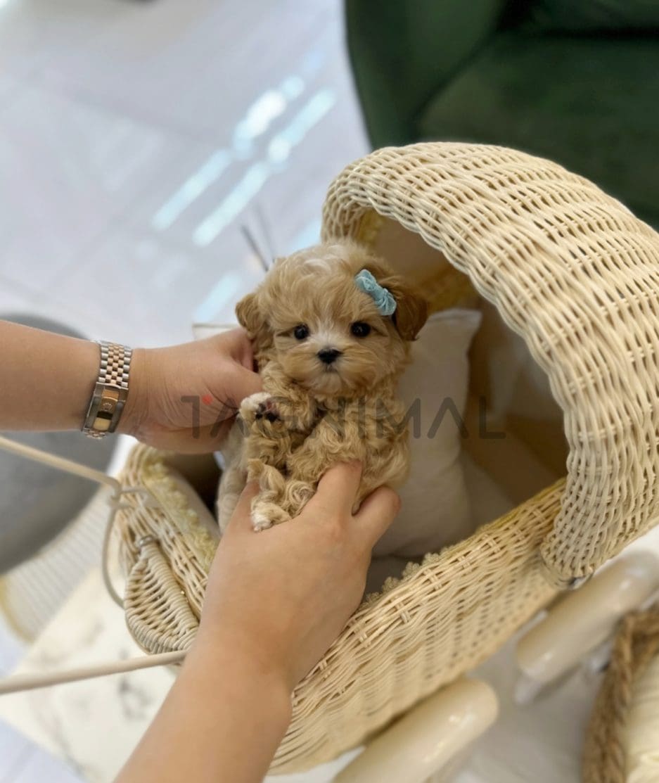 Maltipoo puppy for sale, dog for sale at Tagnimal