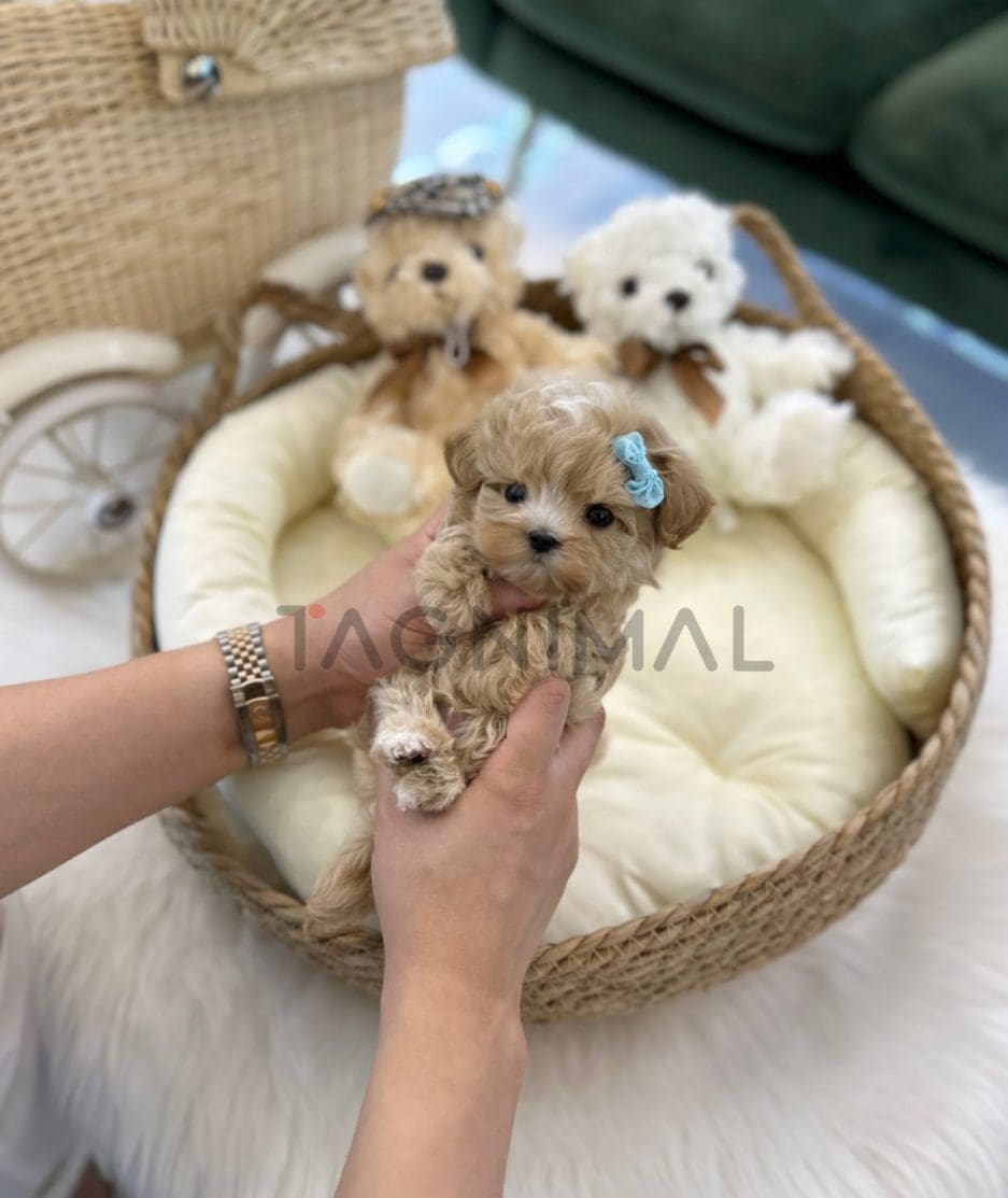 Maltipoo puppy for sale, dog for sale at Tagnimal