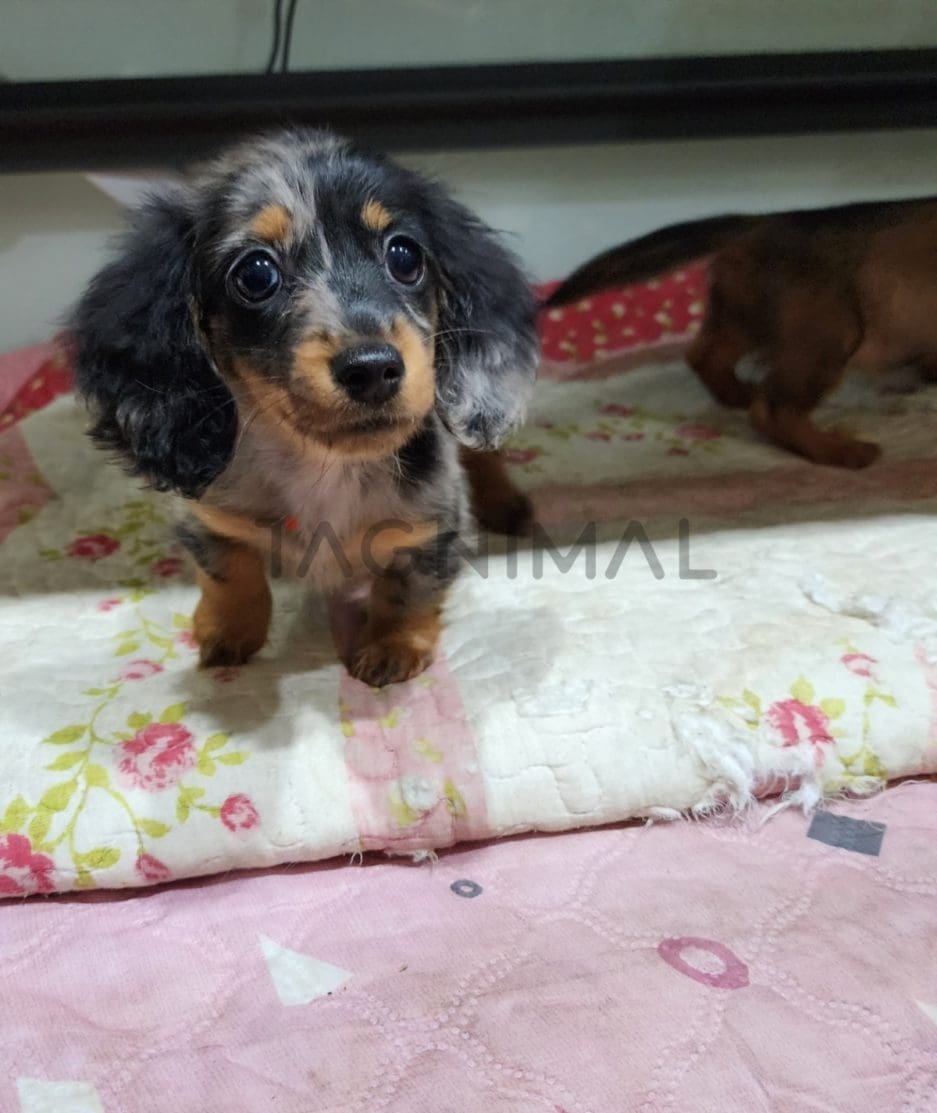 Dachshund puppy for sale, dog for sale at Tagnimal