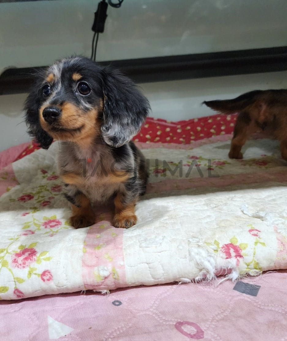 Dachshund puppy for sale, dog for sale at Tagnimal