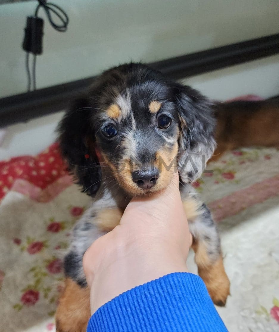 Dachshund puppy for sale, dog for sale at Tagnimal