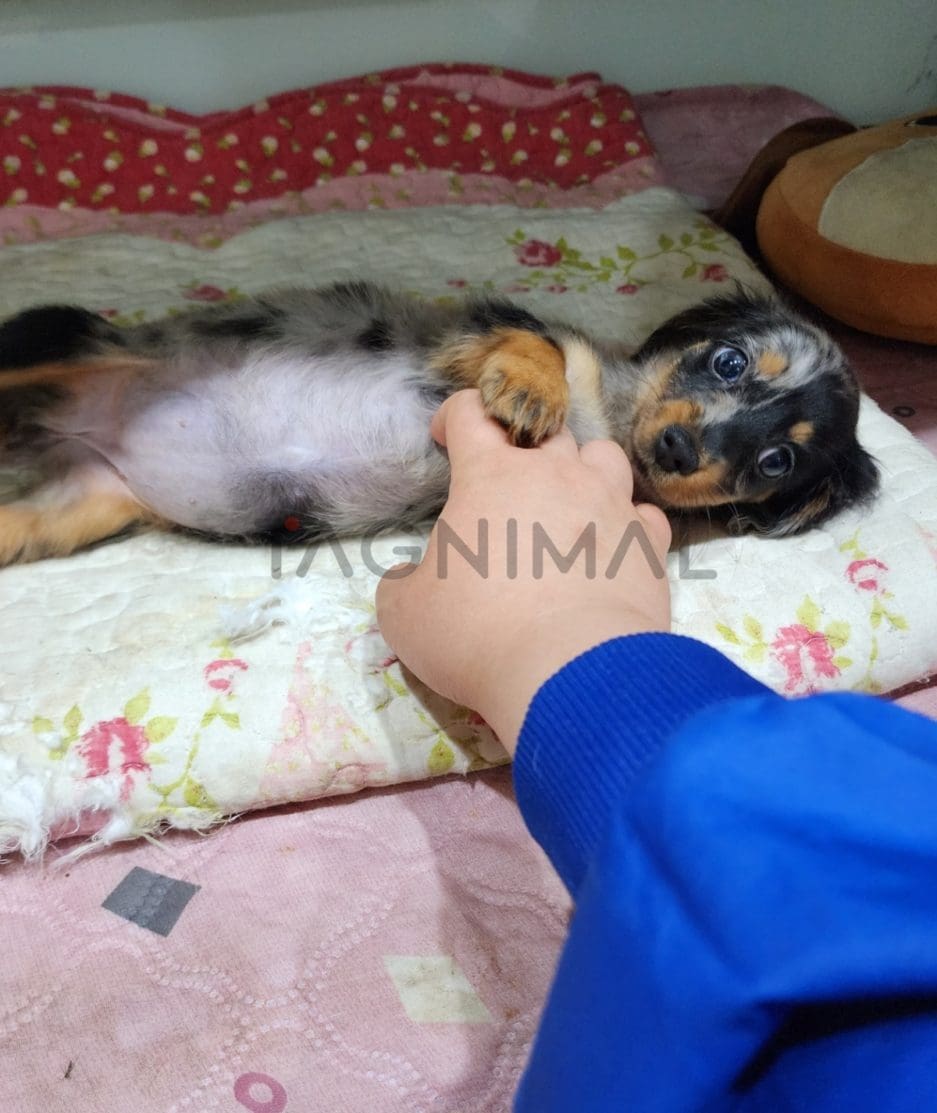 Dachshund puppy for sale, dog for sale at Tagnimal