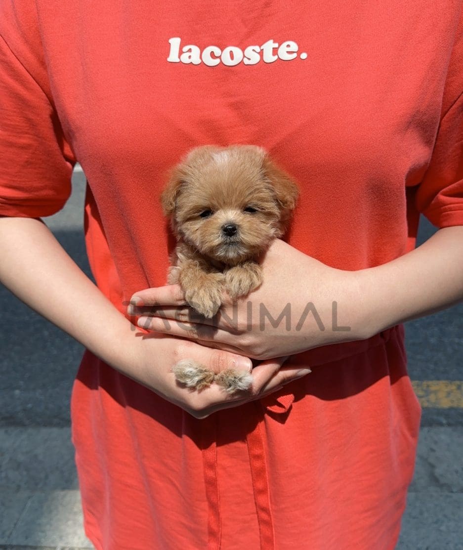 Maltipoo puppy for sale, dog for sale at Tagnimal