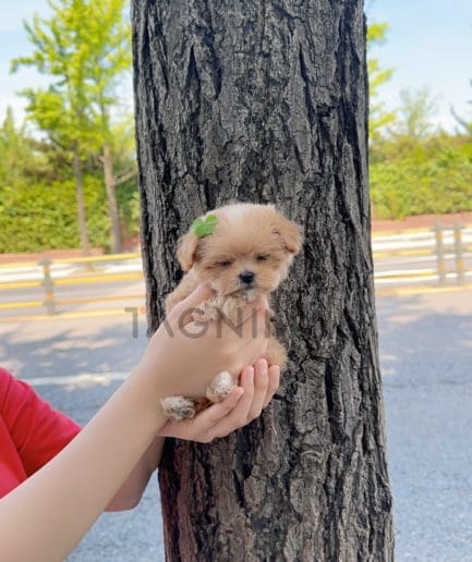 Maltipoo puppy for sale, dog for sale at Tagnimal