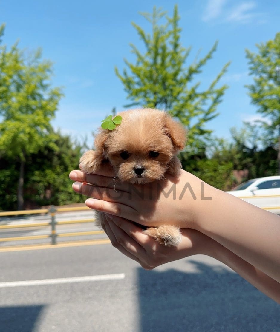 Maltipoo puppy for sale, dog for sale at Tagnimal