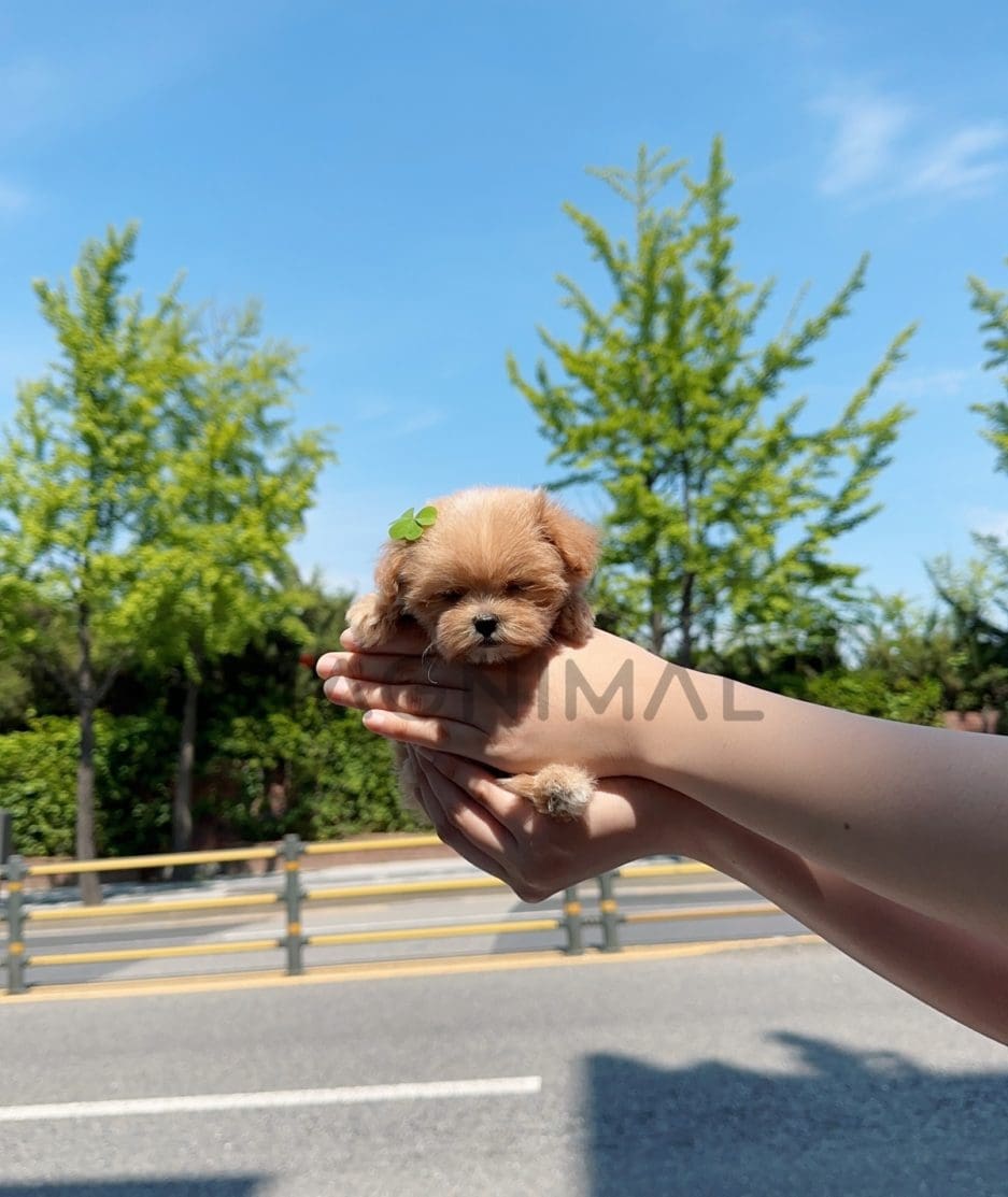 Maltipoo puppy for sale, dog for sale at Tagnimal