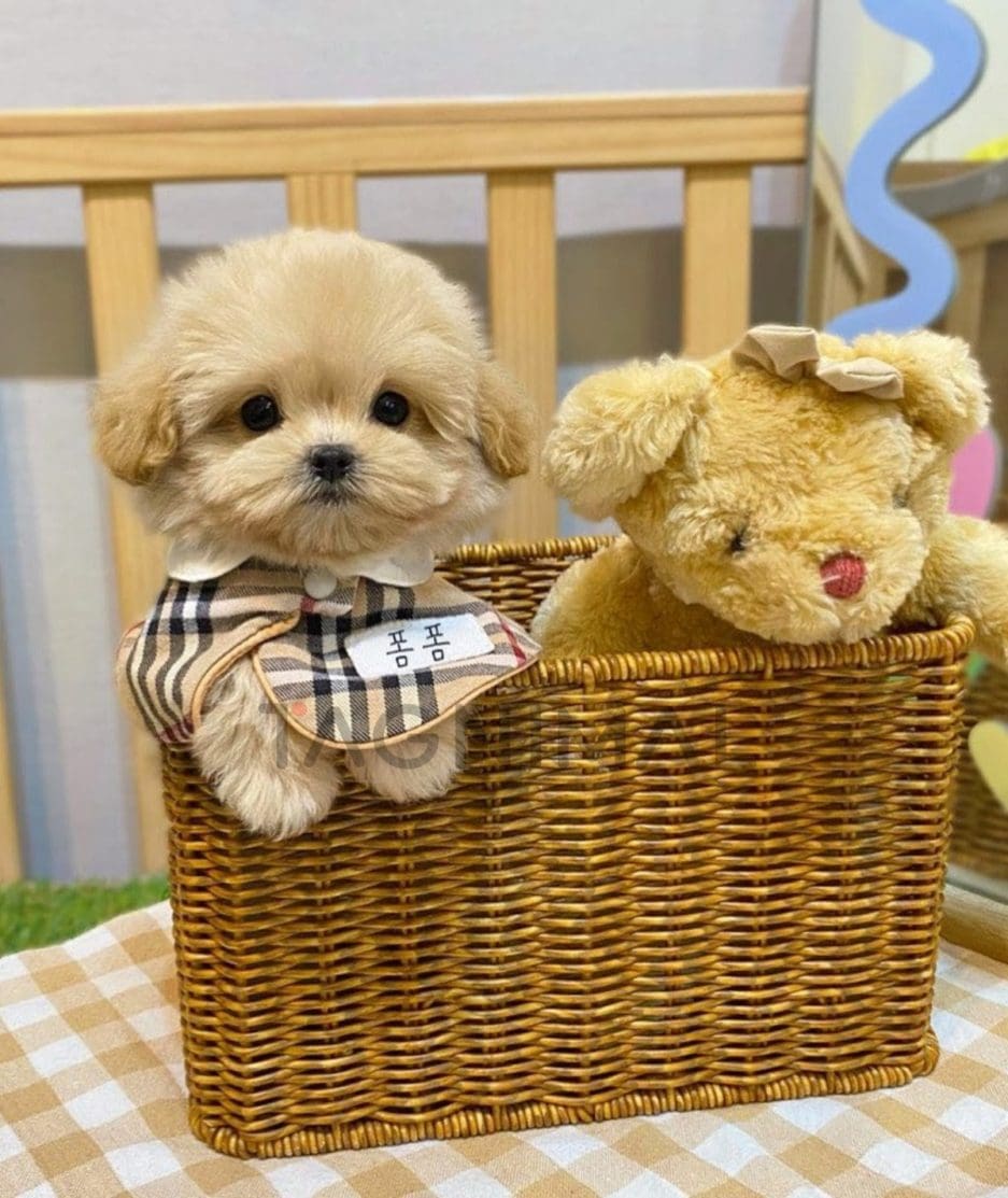 Maltipoo puppy for sale, dog for sale at Tagnimal