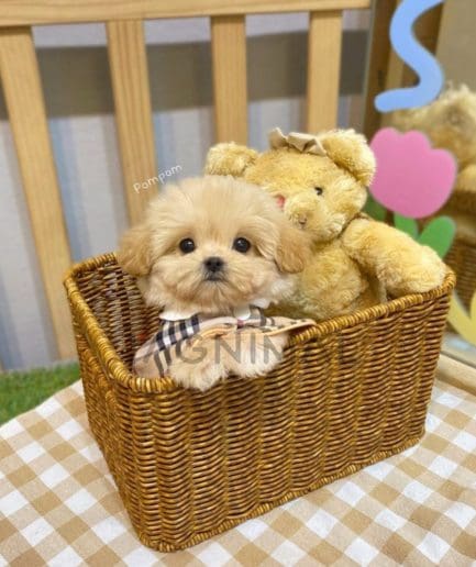 Maltipoo puppy for sale, dog for sale at Tagnimal