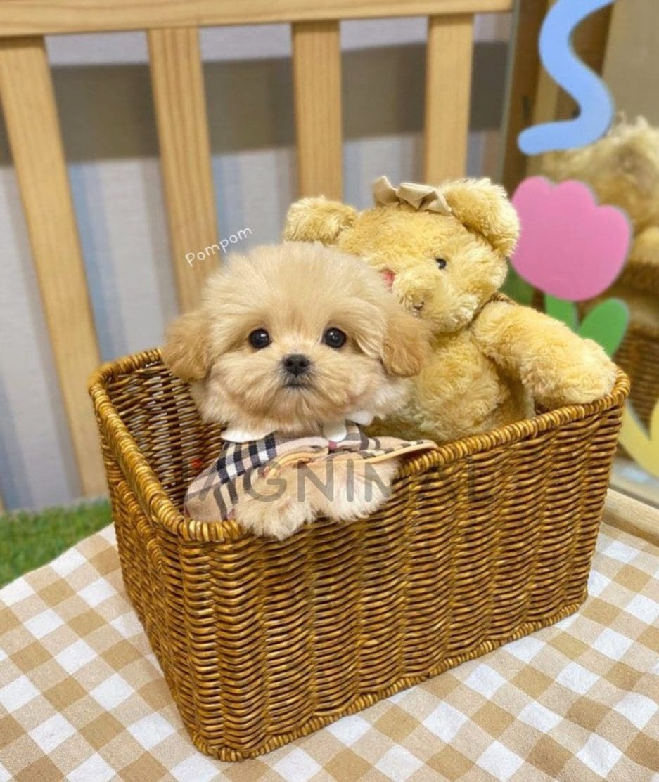 Maltipoo puppy for sale, dog for sale at Tagnimal