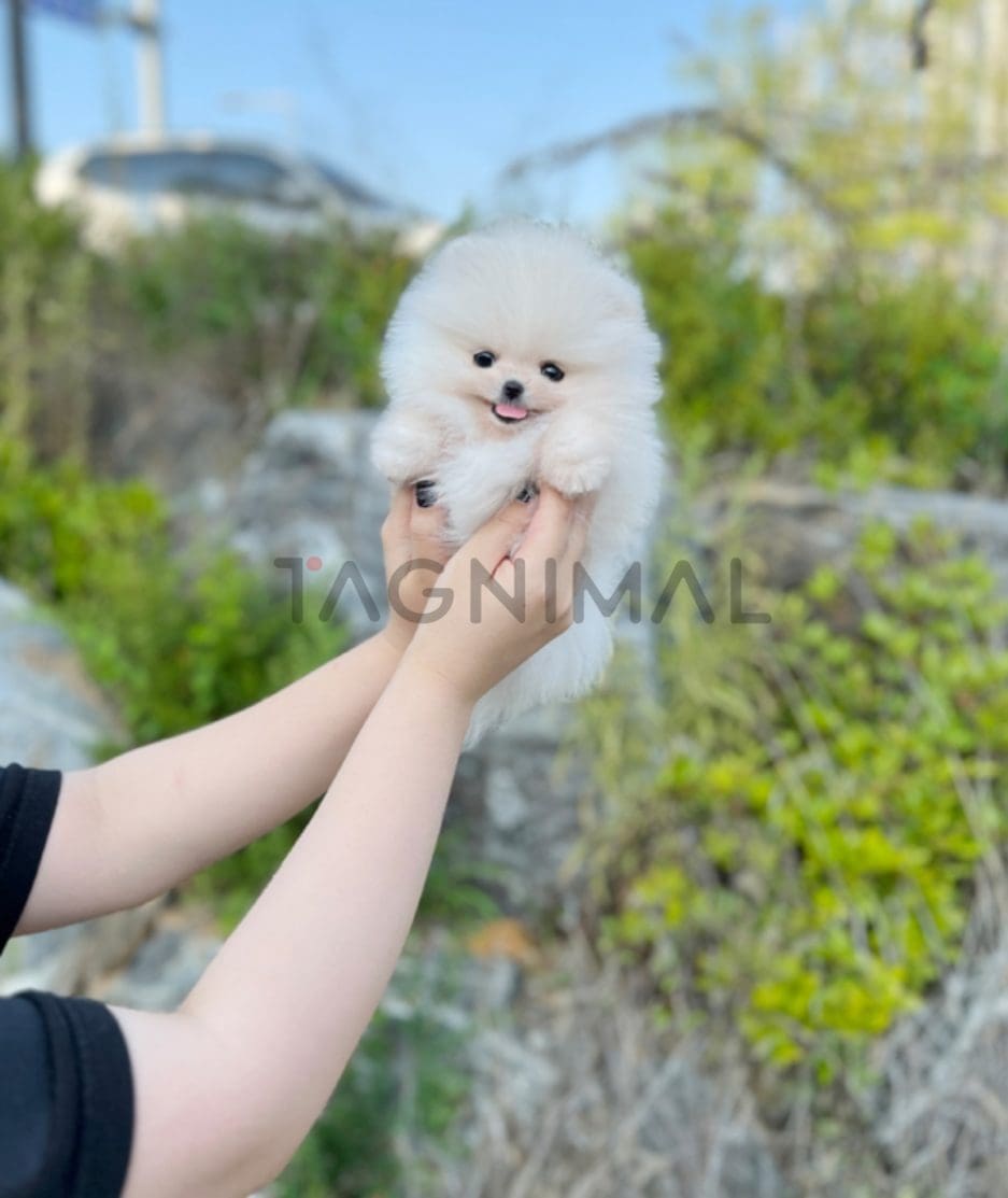 Pomeranian puppy for sale, dog for sale at Tagnimal