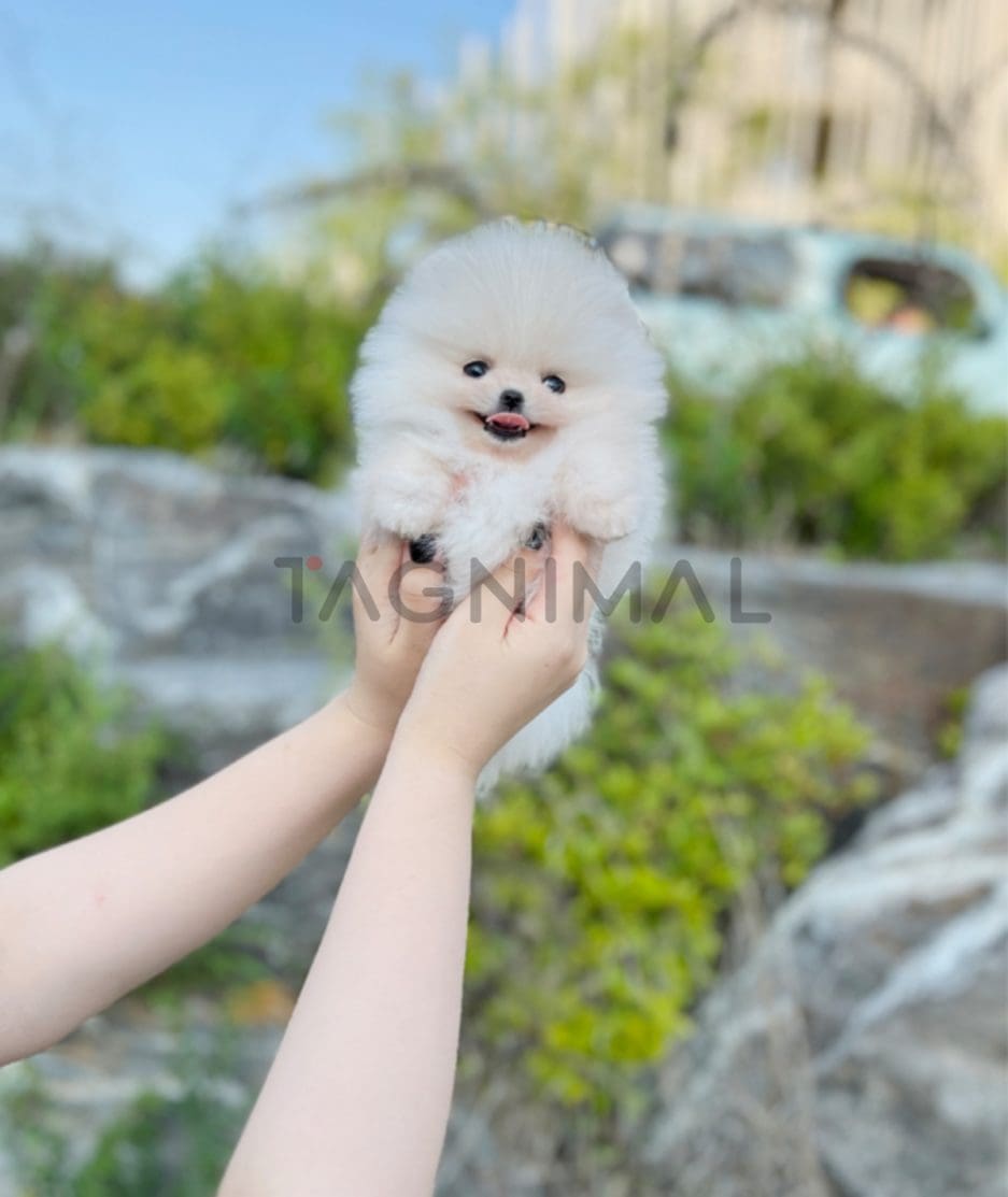 Pomeranian puppy for sale, dog for sale at Tagnimal