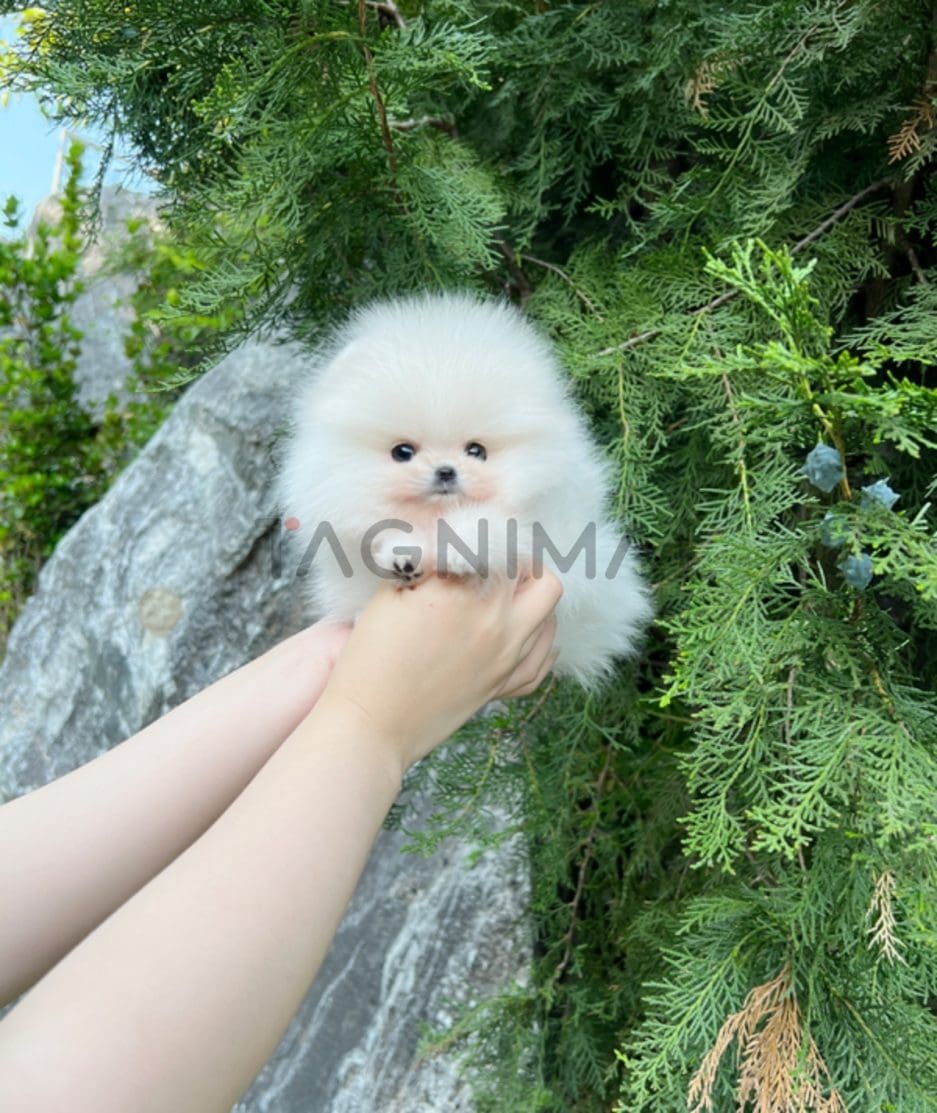 Pomeranian puppy for sale, dog for sale at Tagnimal