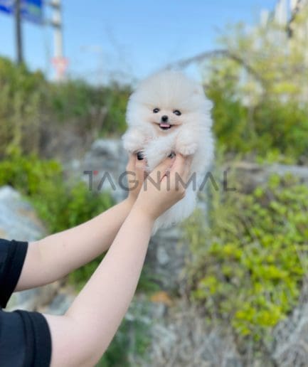 Pomeranian puppy for sale, dog for sale at Tagnimal