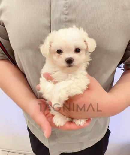 Maltese puppy for sale, dog for sale at Tagnimal