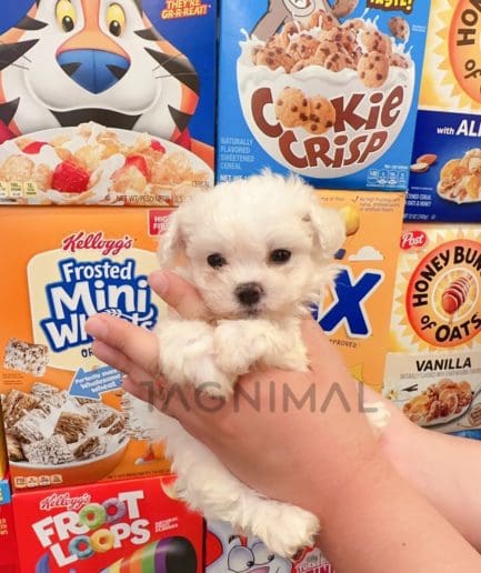 Maltese puppy for sale, dog for sale at Tagnimal