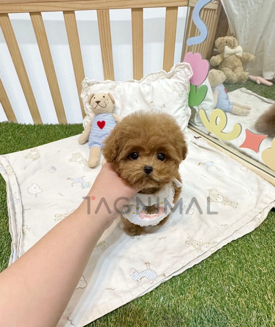 Poodle puppy for sale, dog for sale at Tagnimal