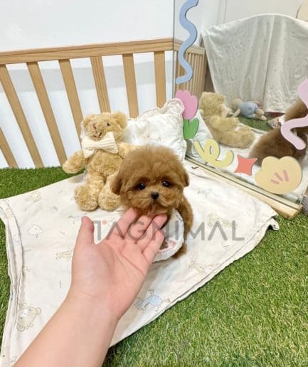 Poodle puppy for sale, dog for sale at Tagnimal