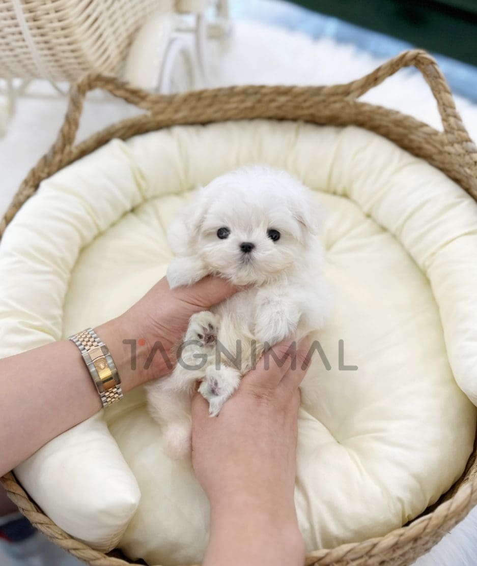 Maltese puppy for sale, dog for sale at Tagnimal