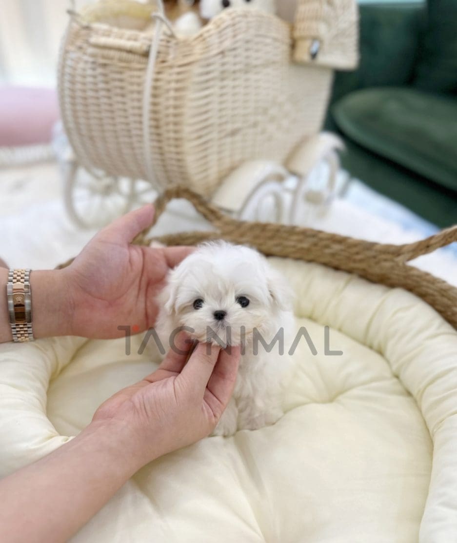 Maltese puppy for sale, dog for sale at Tagnimal