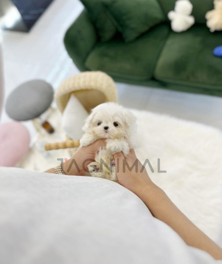 Maltese puppy for sale, dog for sale at Tagnimal