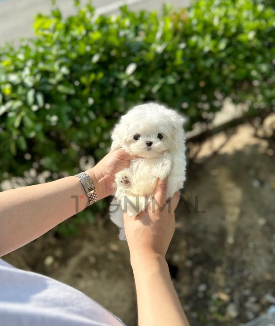 Maltese puppy for sale, dog for sale at Tagnimal