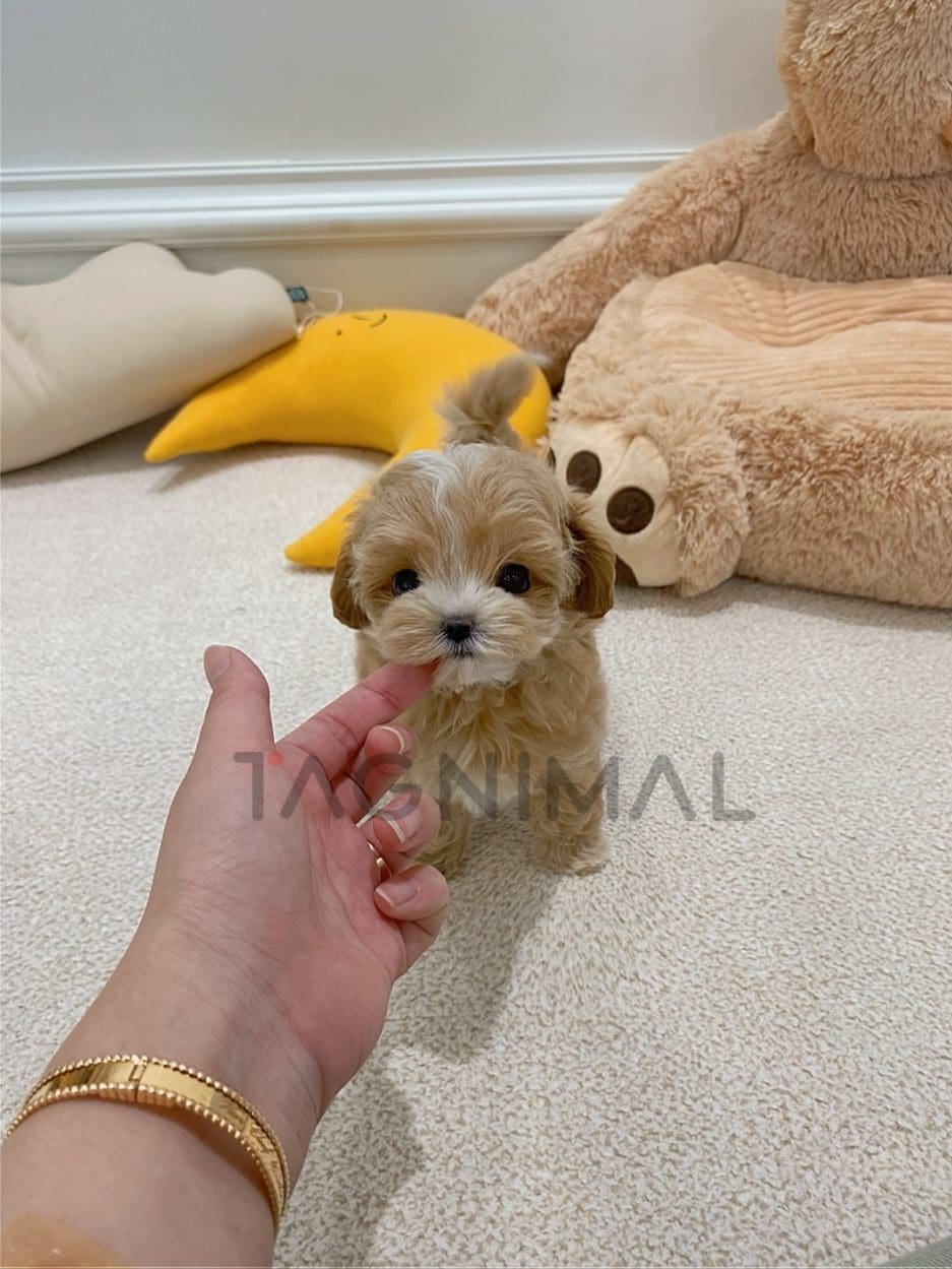 Maltipoo puppy for sale, dog for sale at Tagnimal