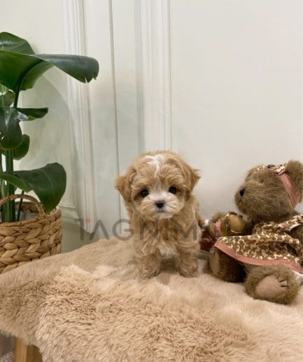 Maltipoo puppy for sale, dog for sale at Tagnimal