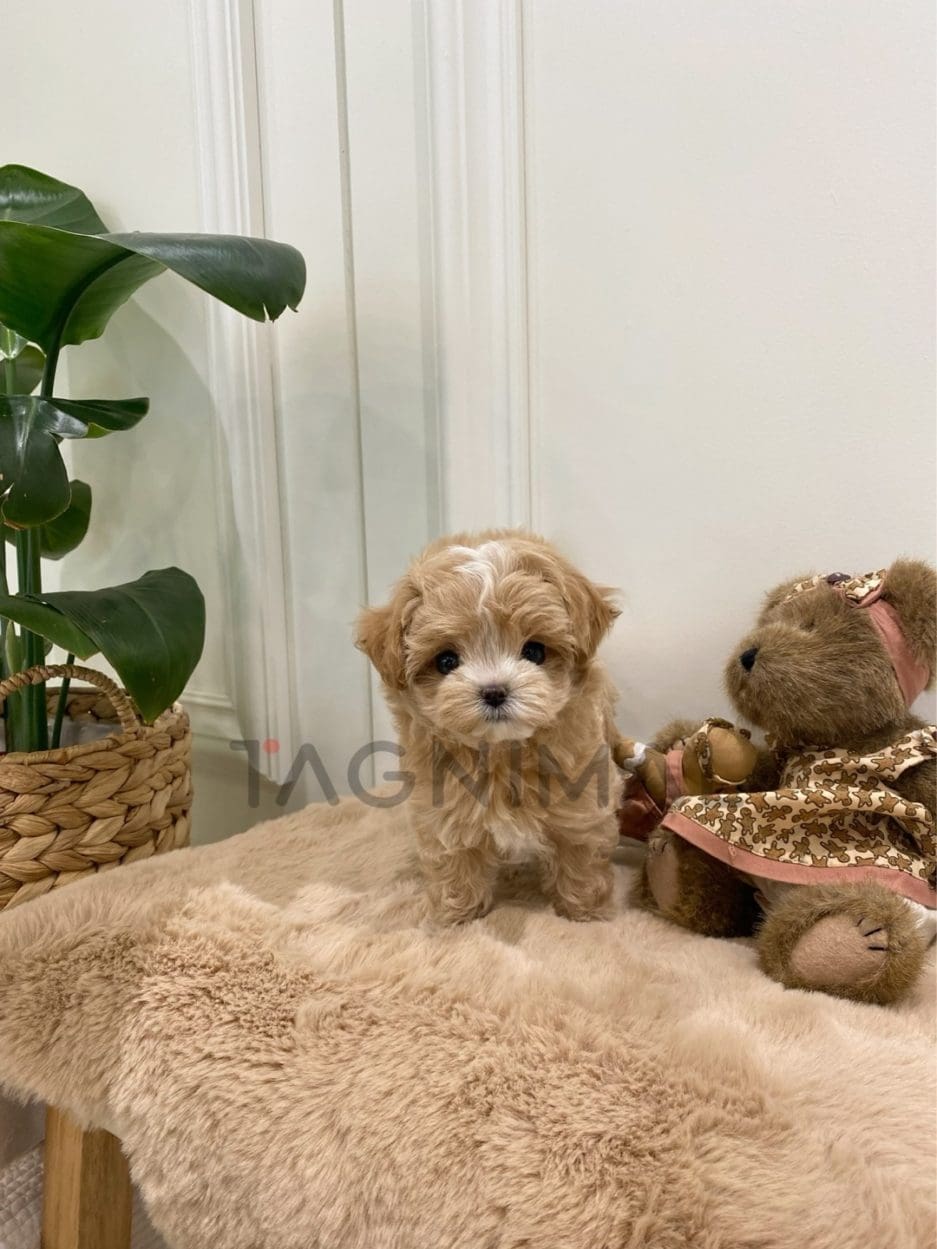 Maltipoo puppy for sale, dog for sale at Tagnimal