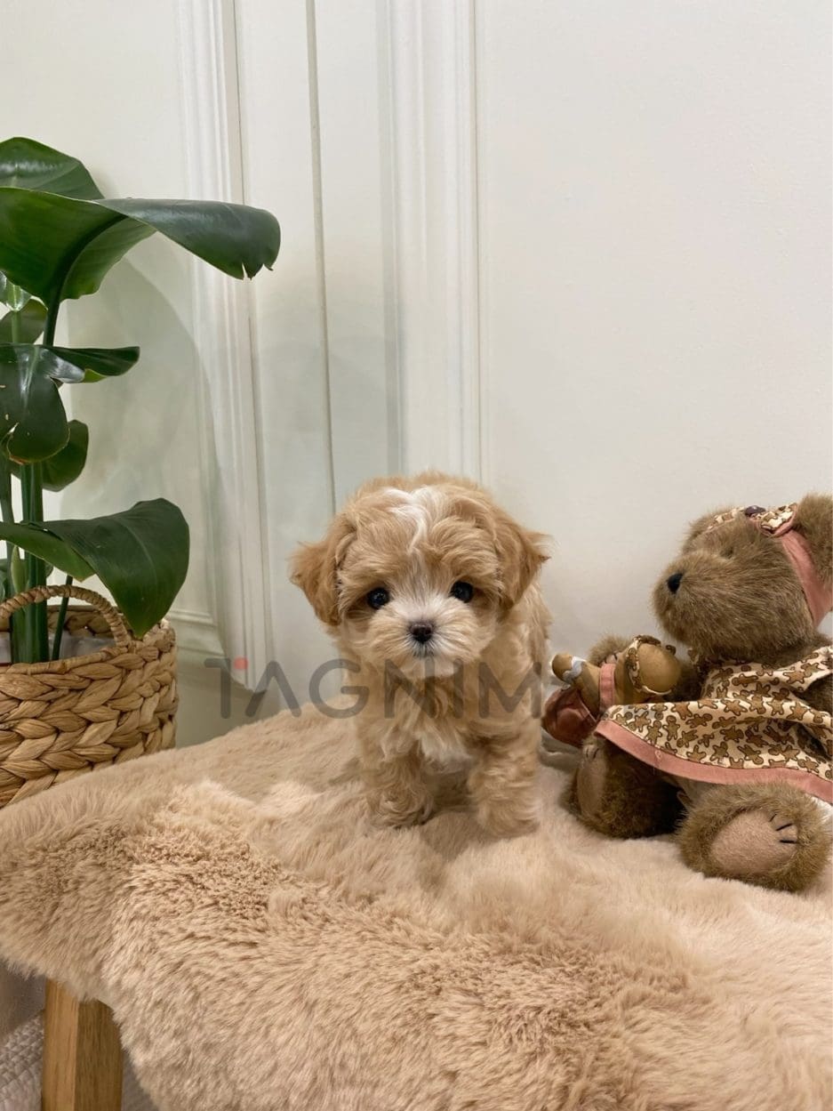 Maltipoo puppy for sale, dog for sale at Tagnimal