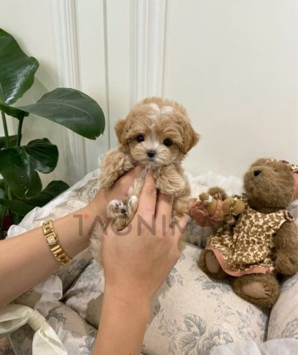 Maltipoo puppy for sale, dog for sale at Tagnimal