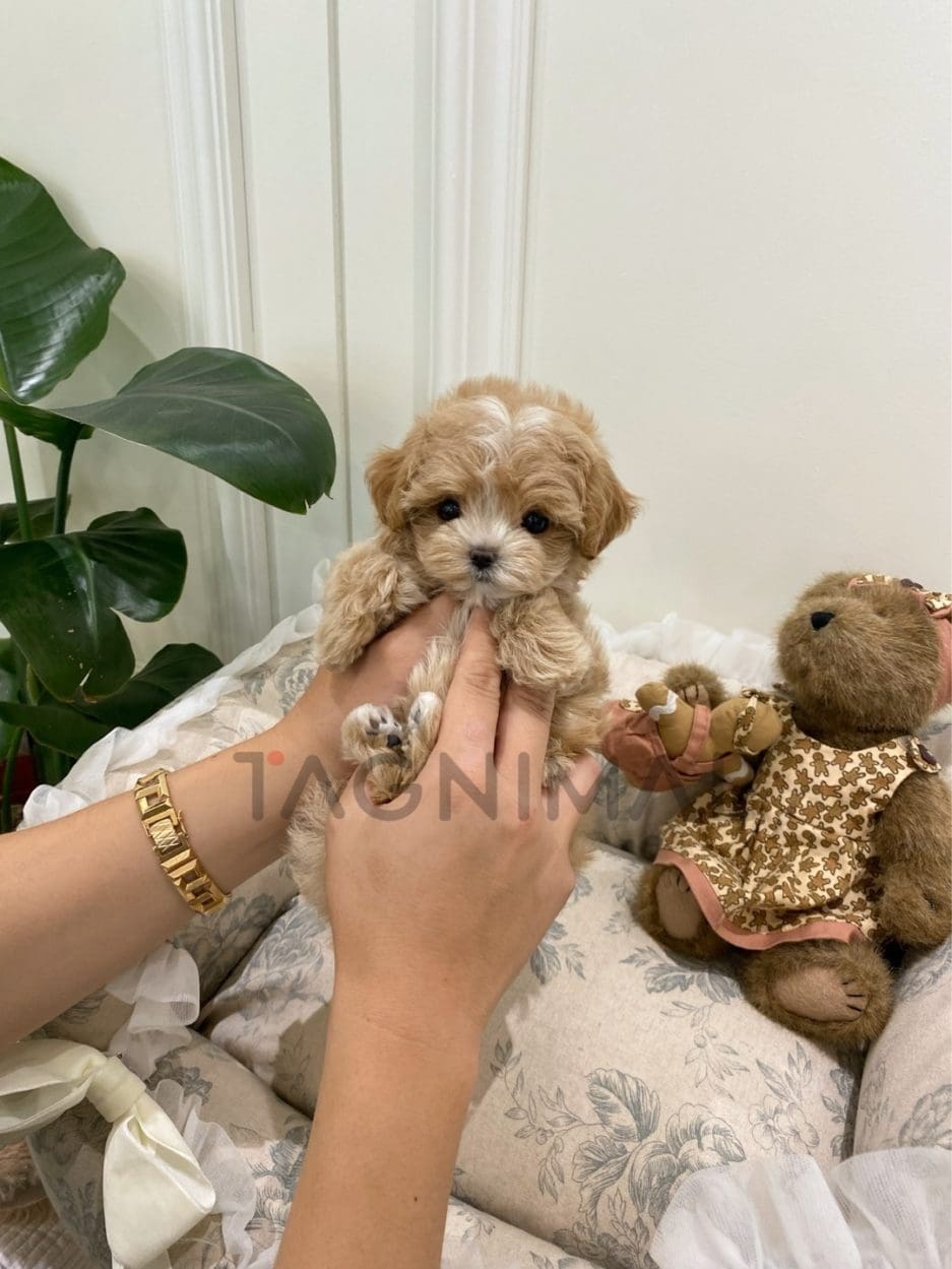 Maltipoo puppy for sale, dog for sale at Tagnimal