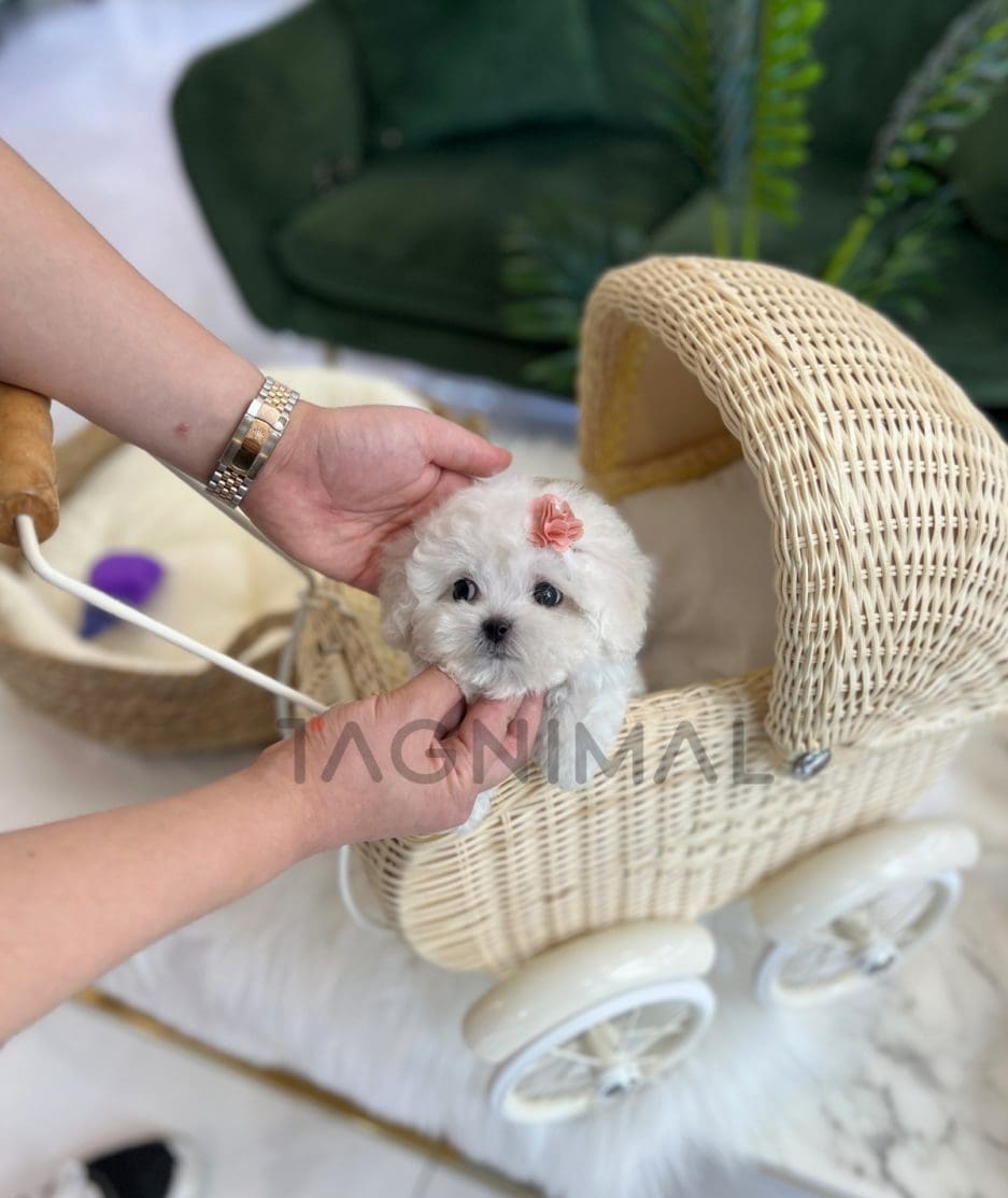 Bichon puppy for sale, dog for sale at Tagnimal