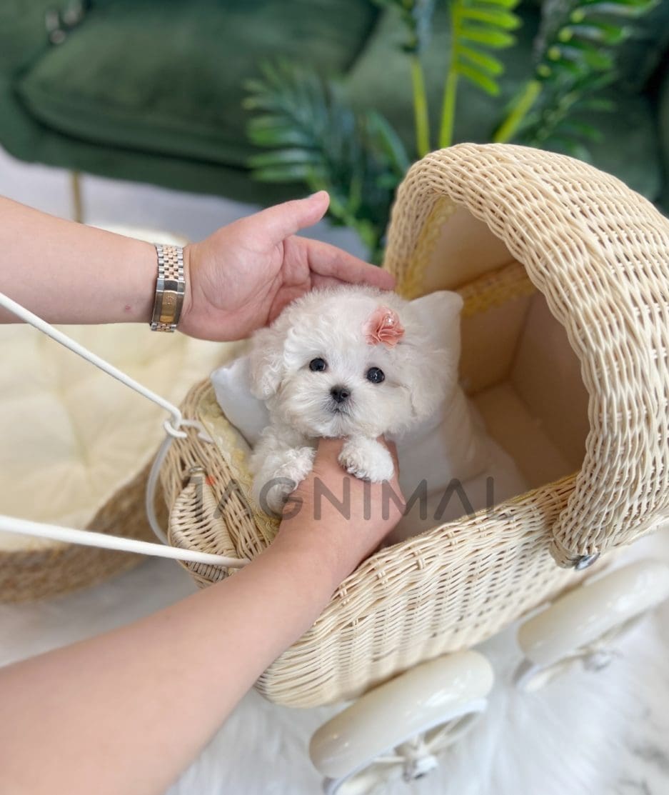 Bichon puppy for sale, dog for sale at Tagnimal