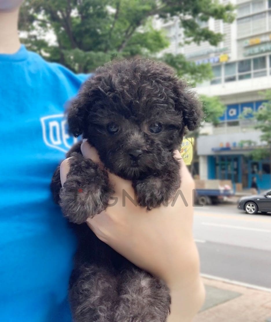 Poodle puppy for sale, dog for sale at Tagnimal