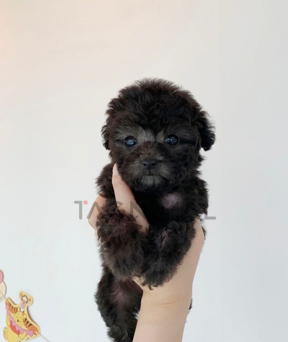 Poodle puppy for sale, dog for sale at Tagnimal