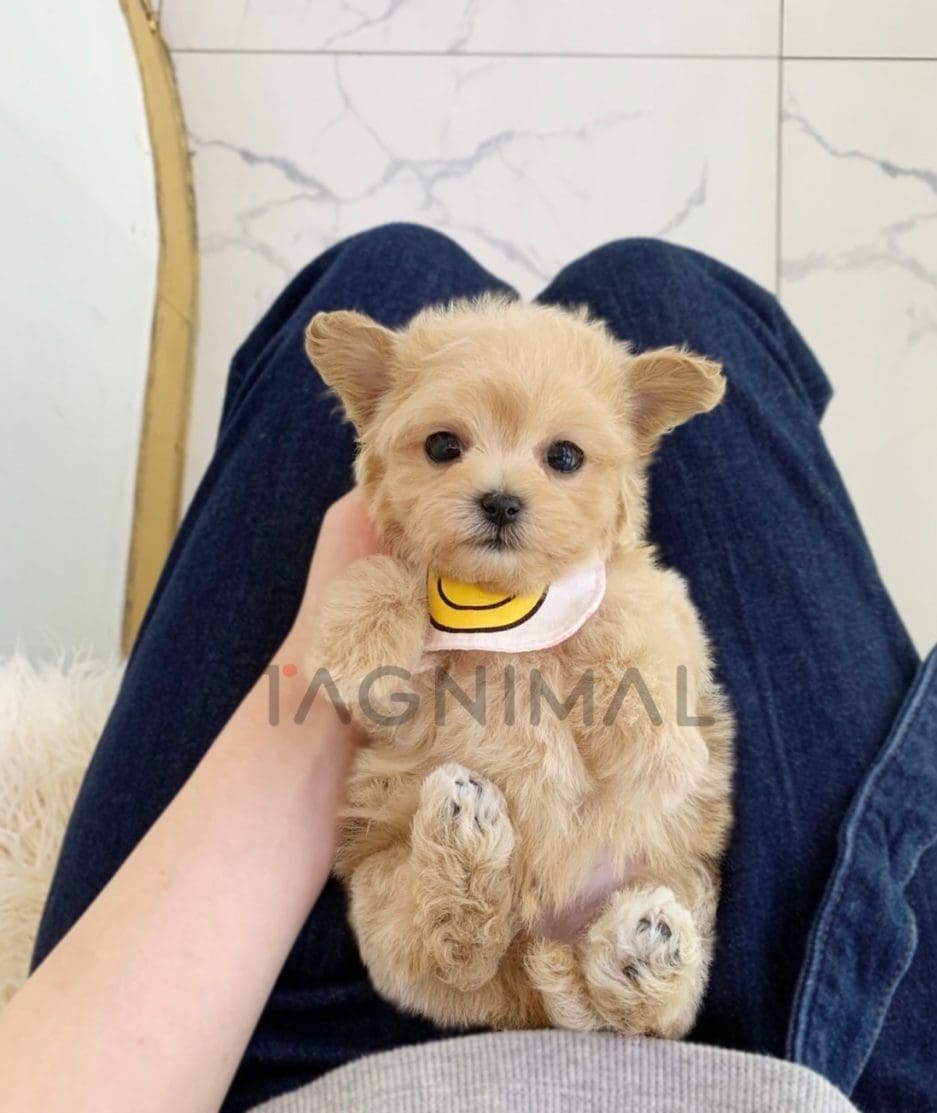 Maltipoo puppy for sale, dog for sale at Tagnimal