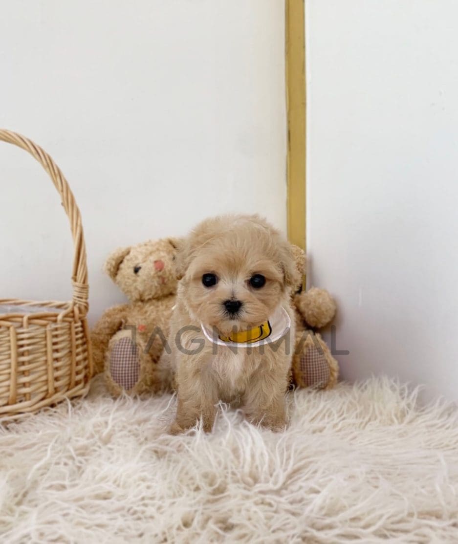 Maltipoo puppy for sale, dog for sale at Tagnimal