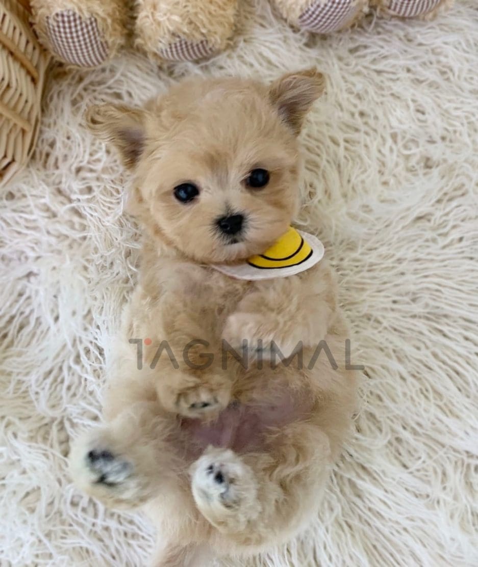 Maltipoo puppy for sale, dog for sale at Tagnimal