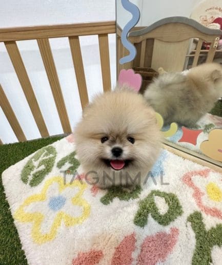 Pomeranian puppy for sale, dog for sale at Tagnimal