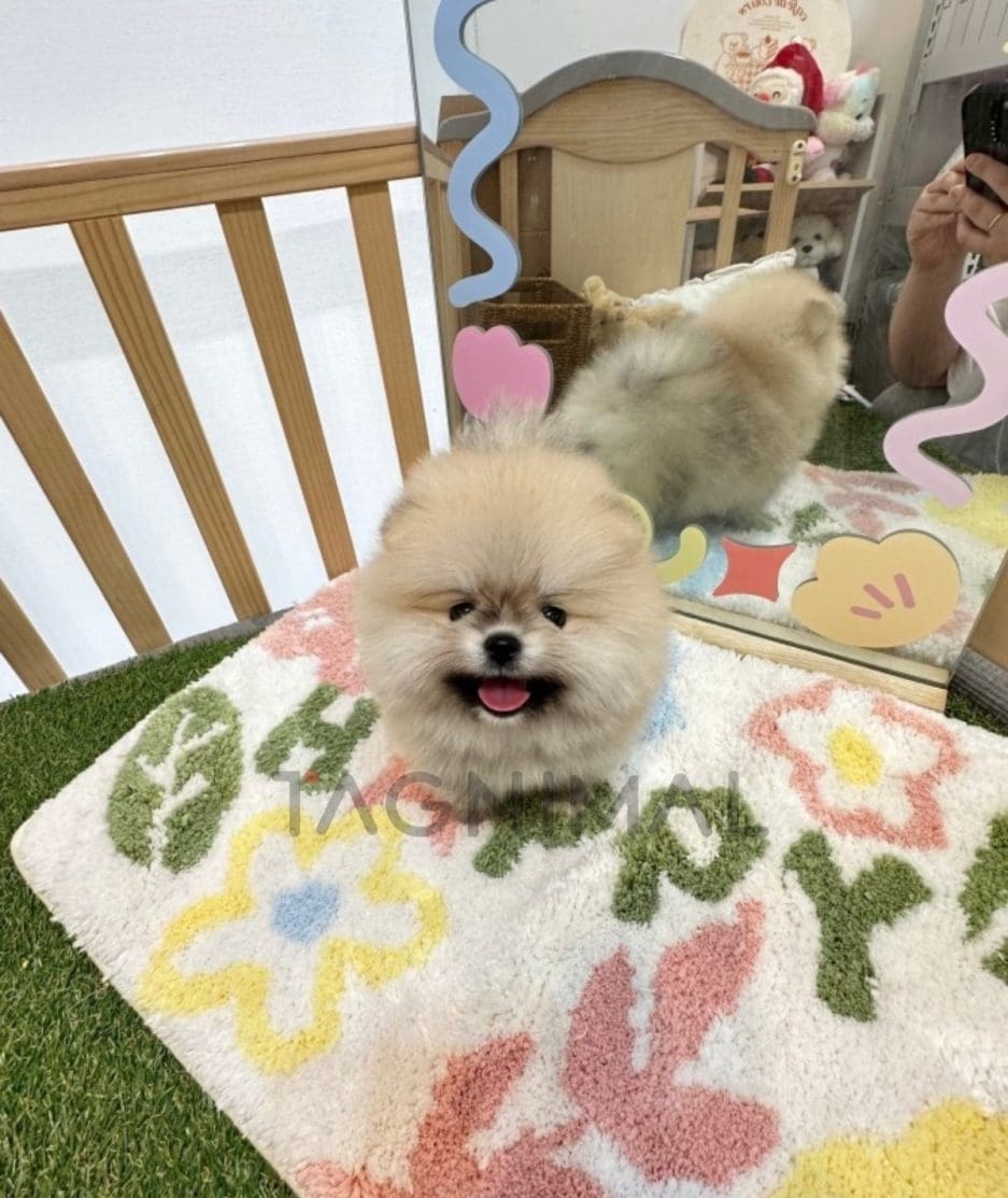 Pomeranian puppy for sale, dog for sale at Tagnimal