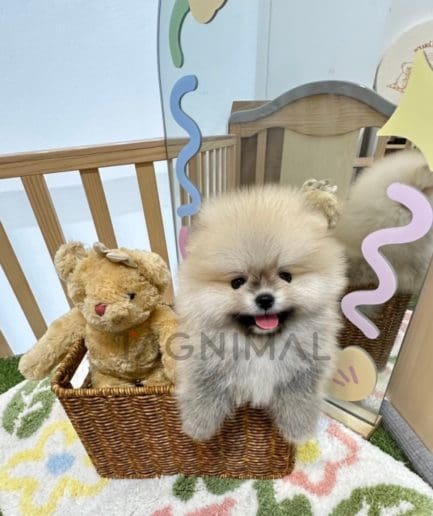 Pomeranian puppy for sale, dog for sale at Tagnimal