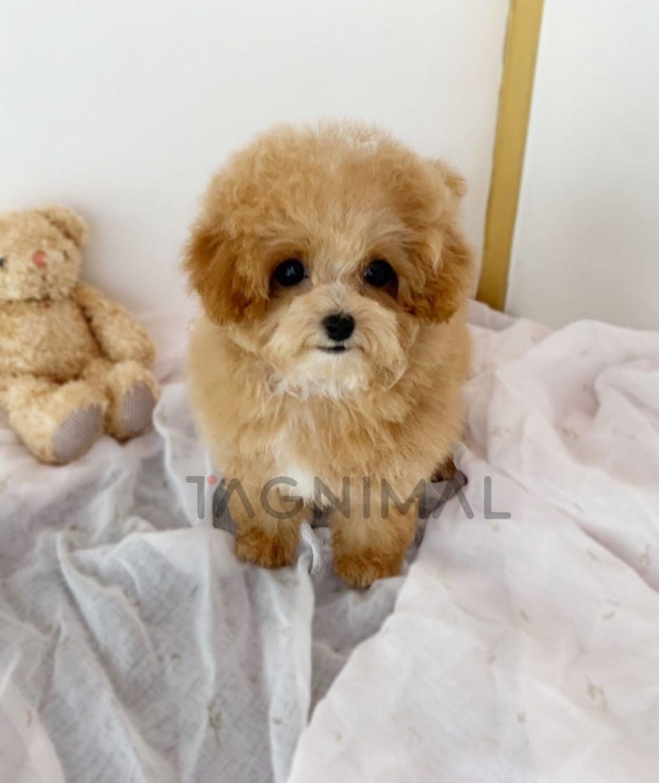 Maltipoo puppy for sale, dog for sale at Tagnimal