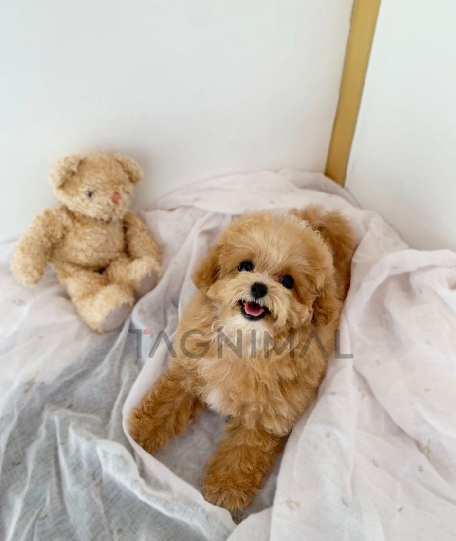 Maltipoo puppy for sale, dog for sale at Tagnimal