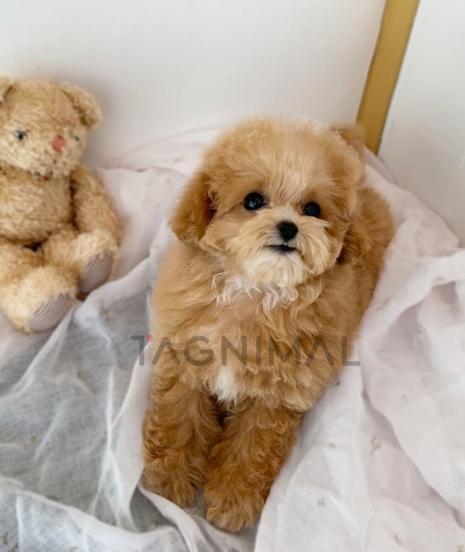 Maltipoo puppy for sale, dog for sale at Tagnimal