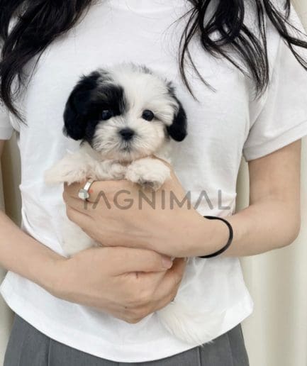 Maltipoo puppy for sale, dog for sale at Tagnimal