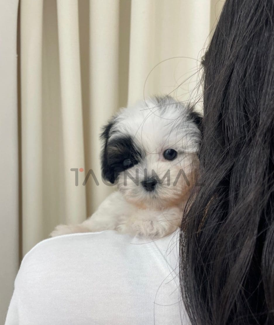 Maltipoo puppy for sale, dog for sale at Tagnimal