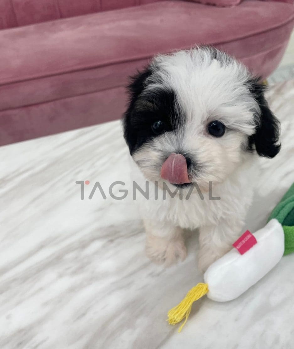 Maltipoo puppy for sale, dog for sale at Tagnimal