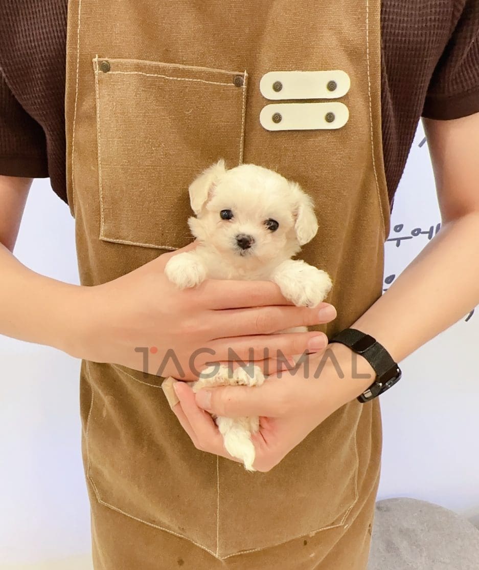 Maltese puppy for sale, dog for sale at Tagnimal