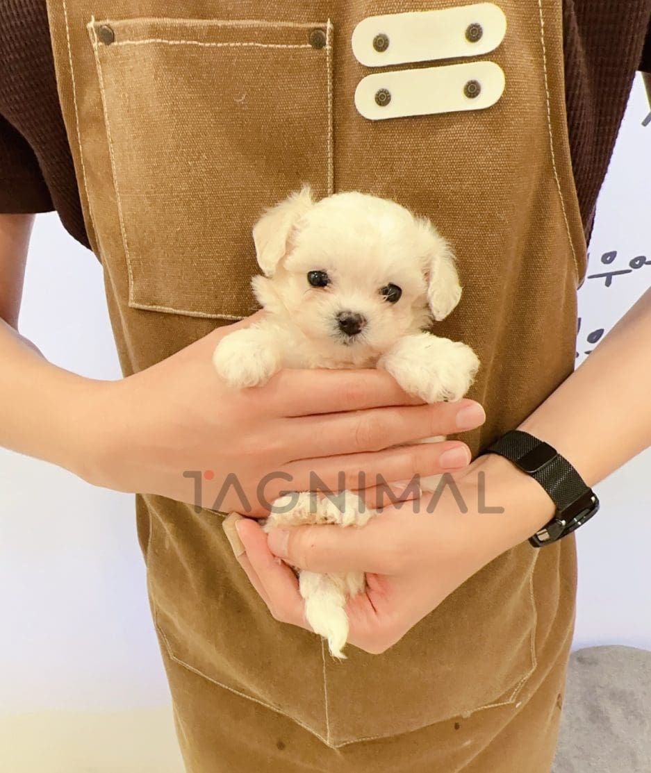 Maltese puppy for sale, dog for sale at Tagnimal