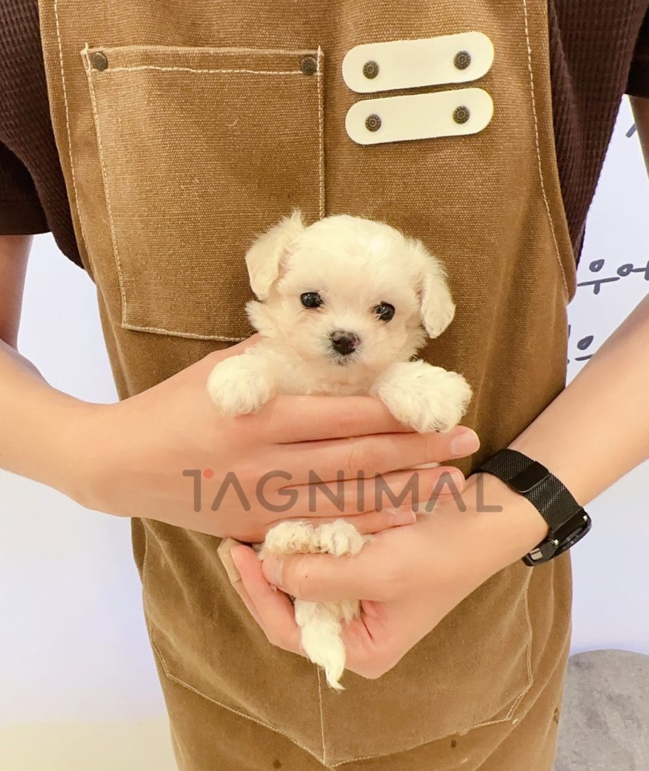 Maltese puppy for sale, dog for sale at Tagnimal